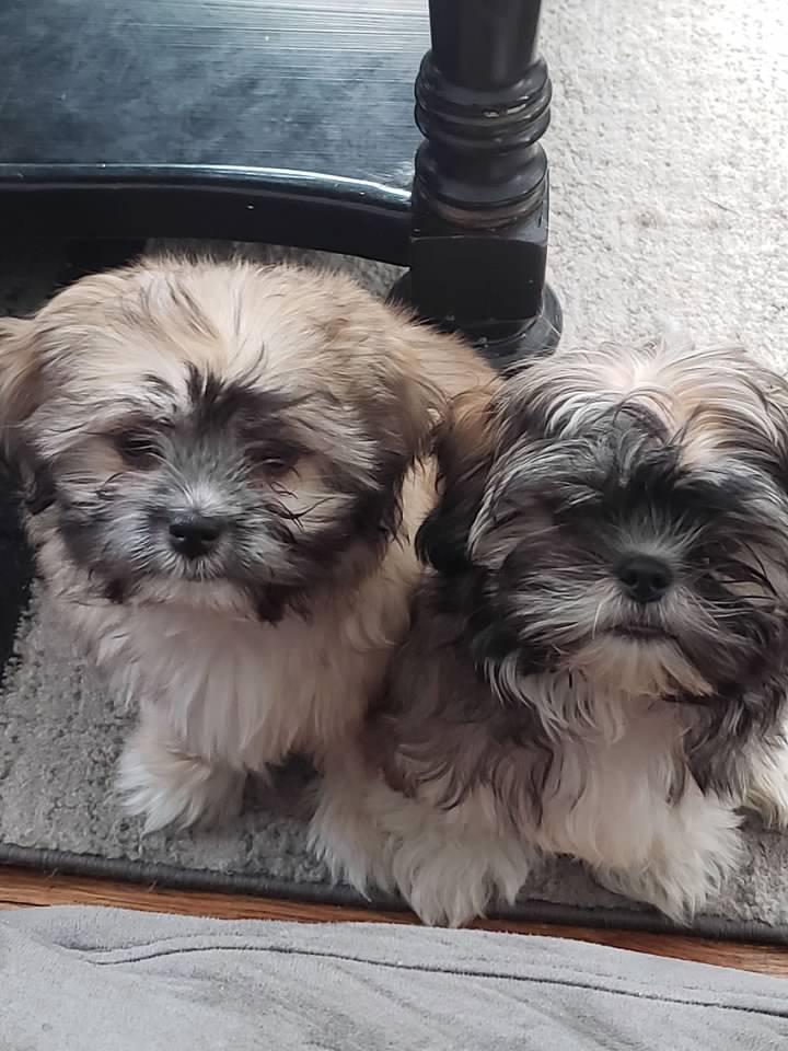 Shih tzu maltese mix best sale full grown